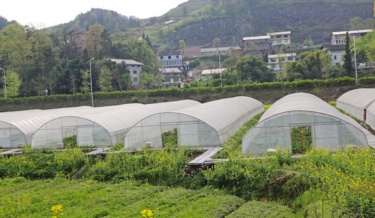 蔬菜種子實驗基地甘肅科研基地