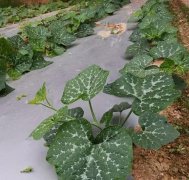 蔬菜種子種植戶客戶點(diǎn)評-無需噴農(nóng)藥的蔬菜，栽培簡單、效益高！