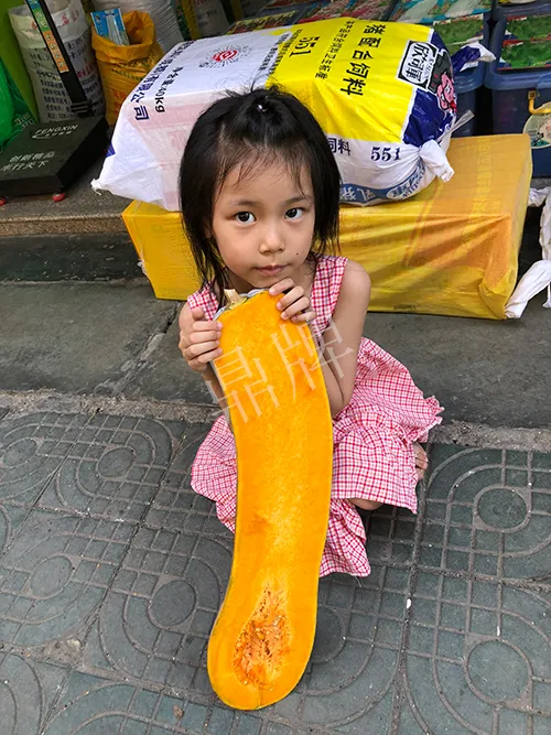 四川農(nóng)戶今年種“健美蜜本”南瓜產(chǎn)量高，品質(zhì)好，感覺巴適得很