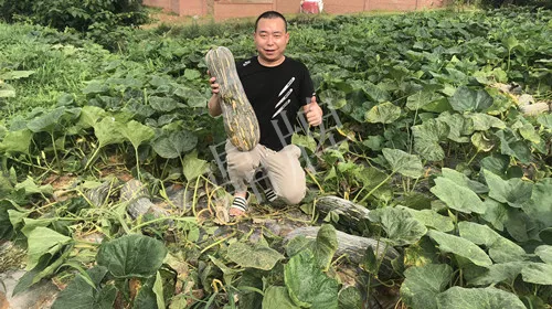 四川農(nóng)戶今年種“健美蜜本”南瓜產(chǎn)量高，品質(zhì)好，感覺巴適得很