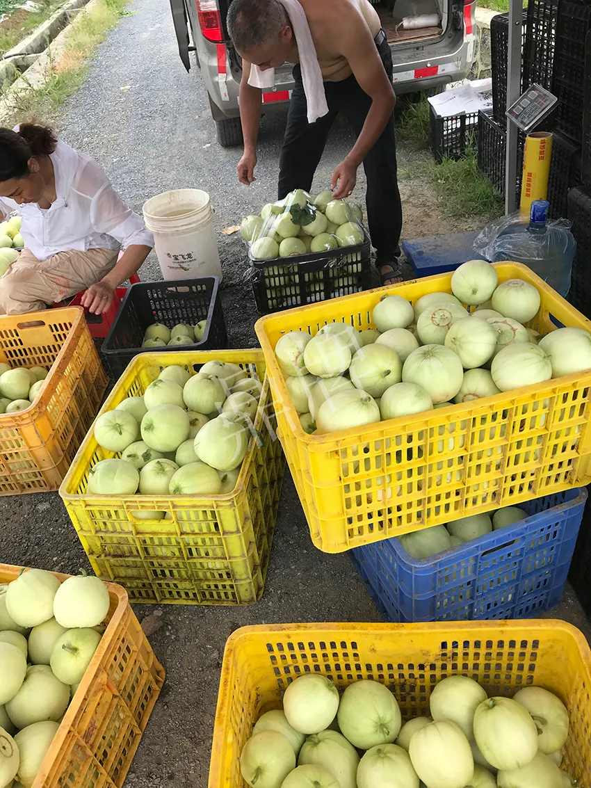 郴州農(nóng)戶種植新品種，果實(shí)又香又甜，很好賣