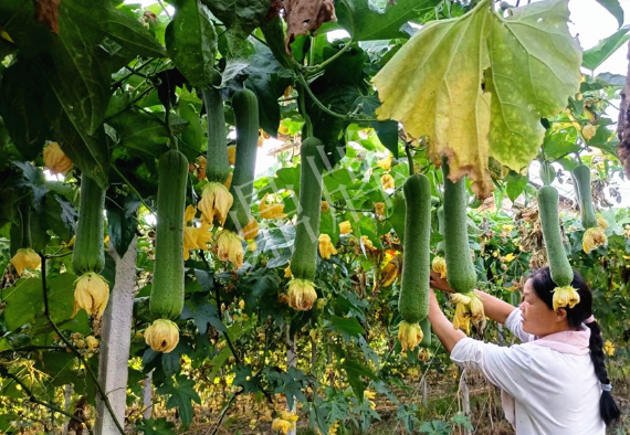 蔬菜種子種植戶客戶點評-8月，持續(xù)高溫下，這種絲瓜少見，少見！