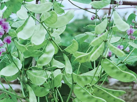 蔬菜種子種植戶客戶點評-鼎牌幫我度難關(guān)，決心助我大豐收！